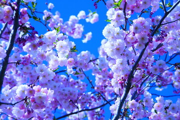 blossom in spring