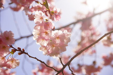 pink cherry blossoms