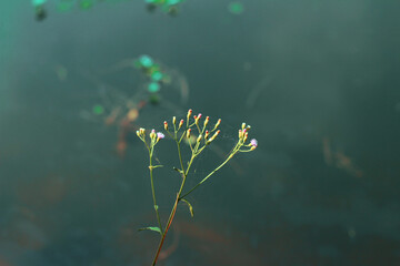 Fototapeta na wymiar Close up of Little ironweed (Vernonia cinerea) flower beside of lake in Zinda park, Bangladesh.