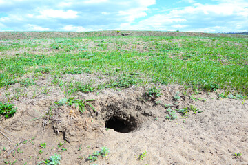a gopher burrow in a meadow. a rodent burrow. landscape field and skya gopher burrow in a meadow. a rodent burrow. landscape field and sky - obrazy, fototapety, plakaty