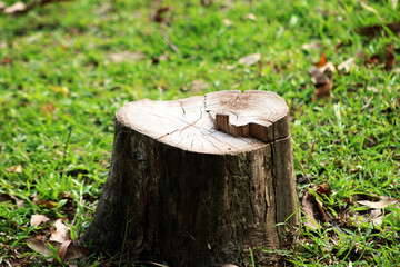 Tree stump in the forest.It is usually a small remaining portion of the trunk with the roots still in the ground.