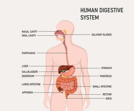 Anatomy of the human digestive organs with description of the corresponding functions internal organs.
