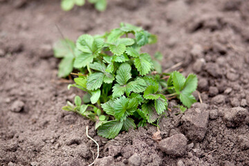 young strawberry bush on freshly dug ground. Nature photo, top view