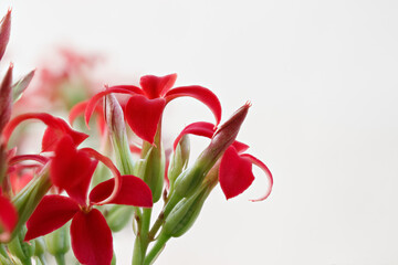 Bright flowers of Kalanchoe close-up. Macrophotography. Red flowers on a gray background. Free space in the frame for insertion.