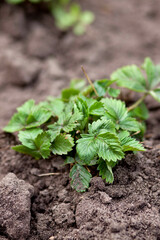 young strawberry bush on freshly dug ground. Nature photo, top view