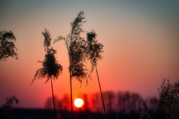 Sonnenuntergang Abendrot - Reed - Sunset - Sunrise over sea - High quality photo