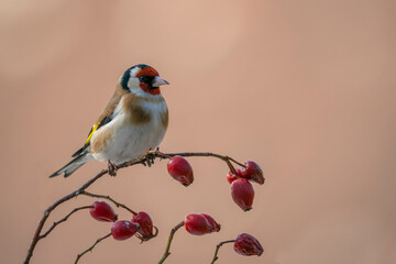 European Goldfinch (Carduelis carduelis)