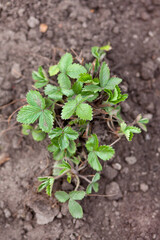 young strawberry bush on freshly dug ground. Nature photo, top view