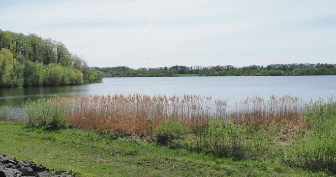 Phragmites australis | Colonie de roseaux &agrave; balais ou Sagnes au bord des eaux stagnantes d'un lac sous un ciel bleu
