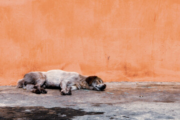 schlafender Hund vor einer orangen Mauer
