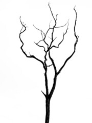 Profile eines toten Baum