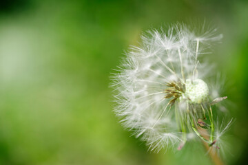Dandelion close-up on a green background of scattering seeds. Copy Space. 