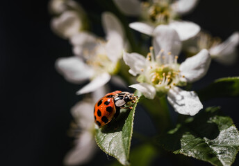 Ladybug (Harmonia axyridis) looking for food on birdcherry tree. Macro with focus on the head.