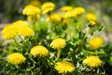 Blooms of yellow dandelion buds in the green grass on the lawn. 