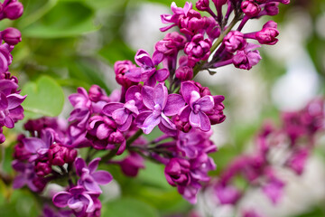 Purple lilac flowers. Beautiful flower background