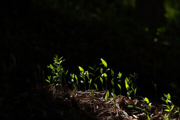 Green leaf sprout growing from the ground.