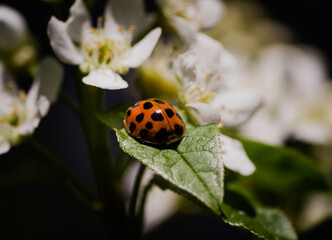 Ladybug (Harmonia axyridis) looking for food on birdcherry tree. Macro with focus on the head.