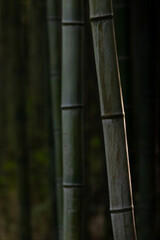 Obraz premium bamboo stem silhouette line 