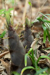 Focus is on the bamboo shoots in the background.