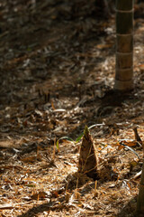 Bamboo shoots found in the mountains at sunset