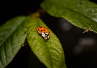 Ladybug (Harmonia axyridis) looking for food on birdcherry tree. Macro with focus on the head.