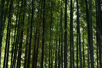 Fototapeta na wymiar In the bamboo forest...