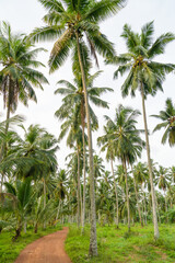 Coconut plantation with a small narrow dirt road
