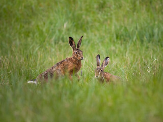 Obraz na płótnie Canvas rabbit in the grass