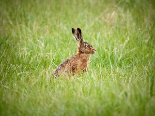 rabbit in the grass