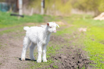 Fototapeta premium White baby goat on green grass in sunny day