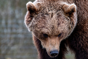 Close up big brown bear in spring forest