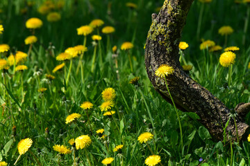 Field dandelion growing in the meadow © Grzegorz