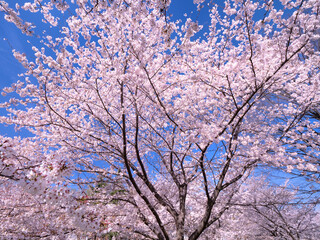 公園の桜並木