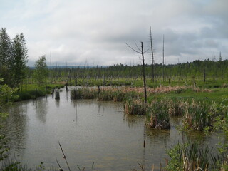Obraz premium Plants and dry trees in the swamp.