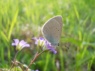 Butterfly on a purple flower.