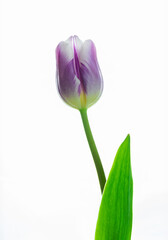 Tulip purple flower isolated on white background