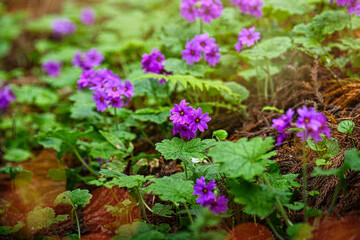 世界でここだけの花　群馬県みどり市のカッコソウの花を訪ねて