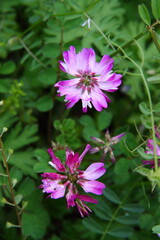 Obraz premium レンゲ07