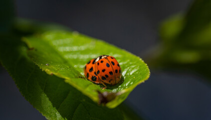 Ladybugs (Harmonia axyridis) procreating on a leaf. Macro with focus on the head.	