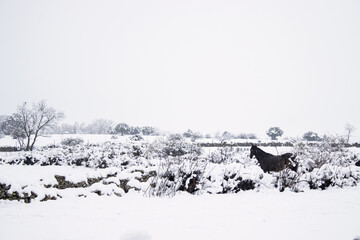 
snowy meadow landscape with a black horse in the background