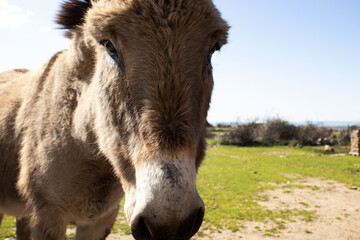 Fototapeta premium close-up head donkey in the meadow