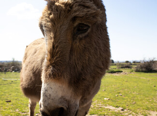 
close-up head donkey in the meadow
