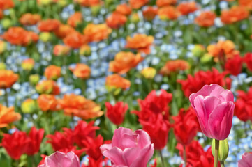 美しいチューリップの花