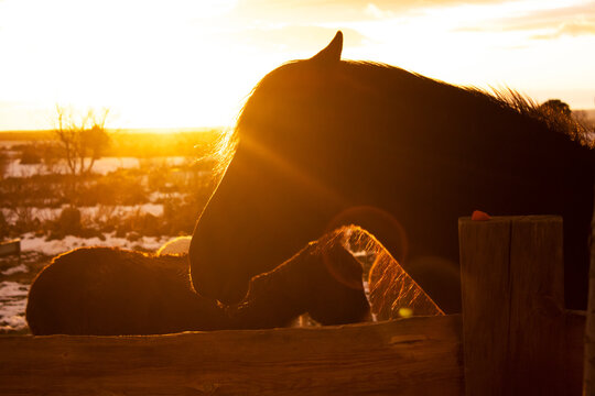 horse head silhouette against light in meadow with snow