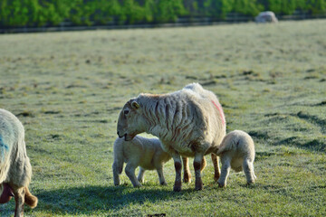 Mother sheep with lambs in a field