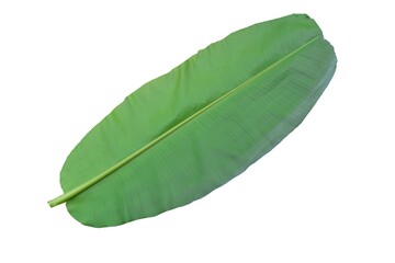 Banana leaves, whole banana leaves, split on white background,Focus on some places.