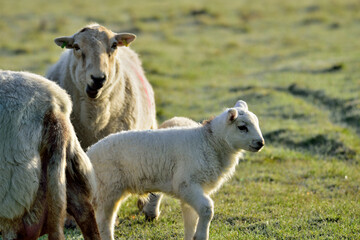 Ewe with lambs in a field