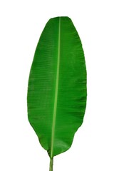 Banana leaves, whole banana leaves, split on white background,Focus on some places.