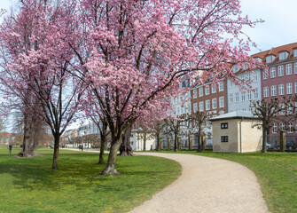 Langelinie Park in Copenhagen with pink cherry blossoms. Copenhagen Sakura Festival. Japanese culture.