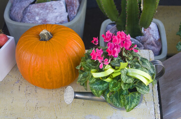 Beautiful composition with Cyclamens and pumpkin at flower shop for sale
